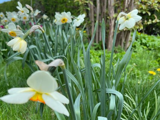 Plantning af blomsterløg i 'Den vilde have'