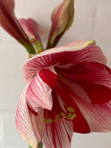 Plantevejledning til Amaryllis