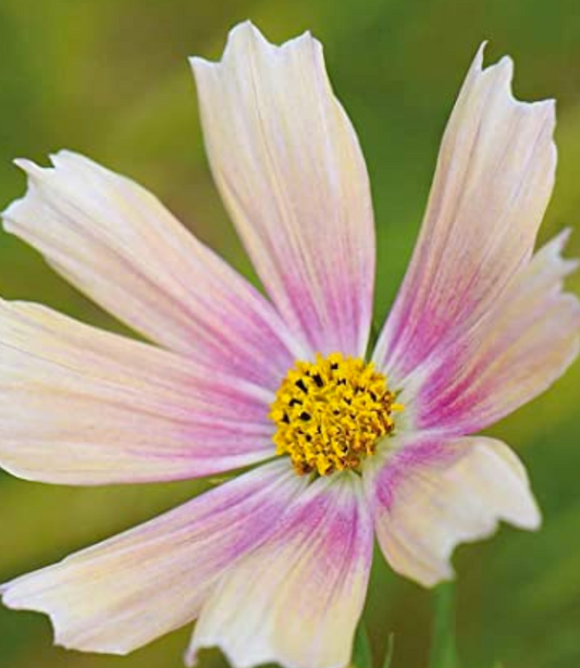 Cosmos Apricot Lemonade