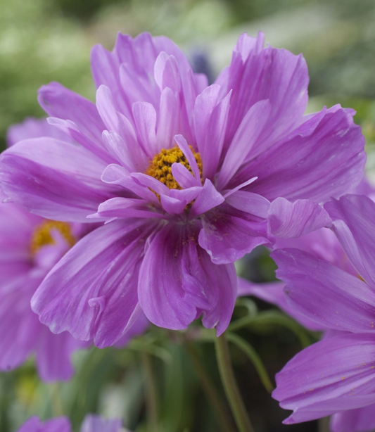 Cosmos Fizzy Pink