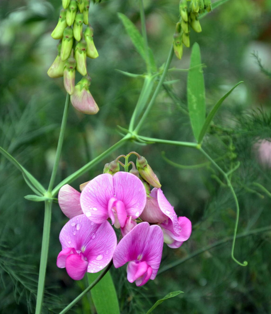 Skovfladbælg, Lathyrus Sylvestris