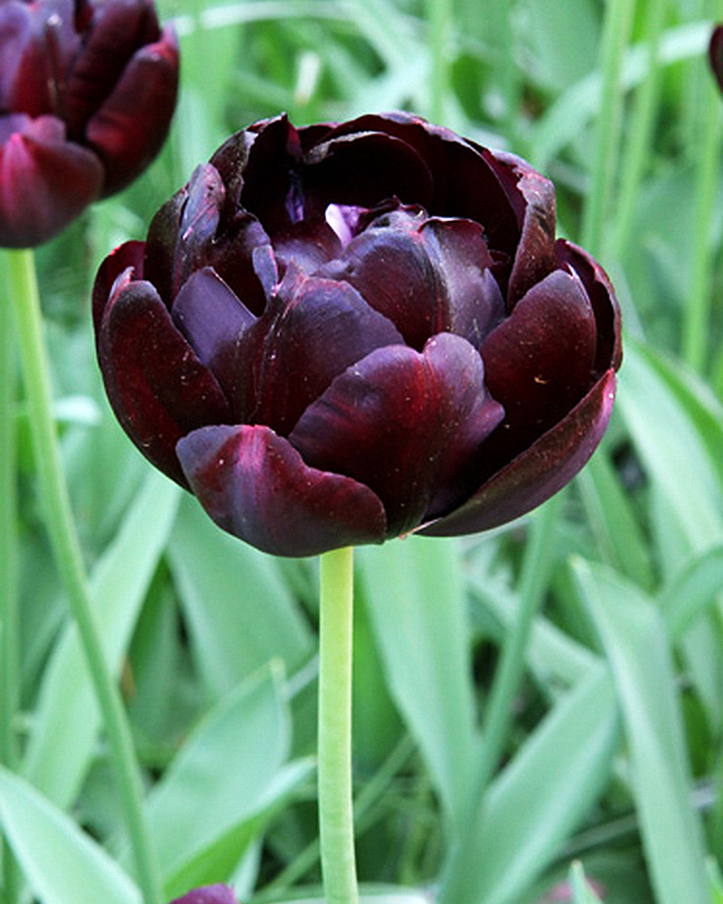 Tulipa Black Hero