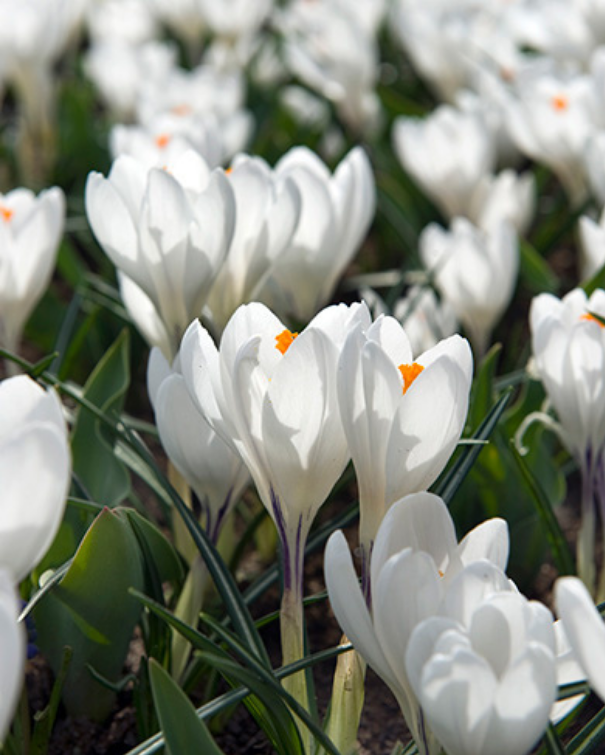 Crocus Jeanne d'Arc
