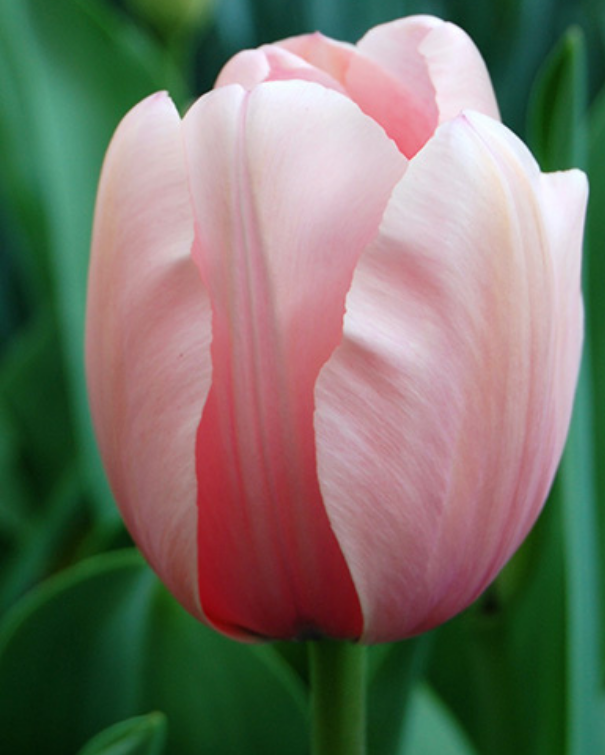 Tulipa Salmon Impression