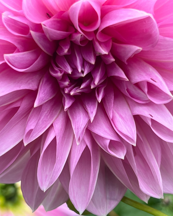 Dahlia Blackberry Collection