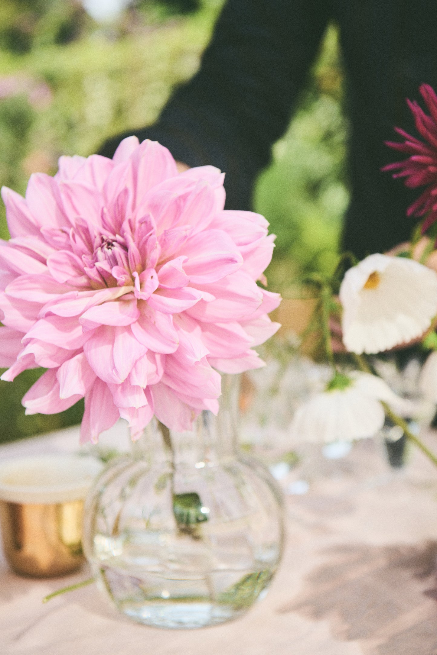 Dahlia Café au Lait Royal