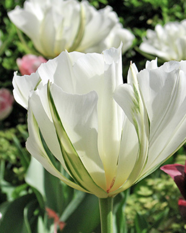 Tulipa White Valley