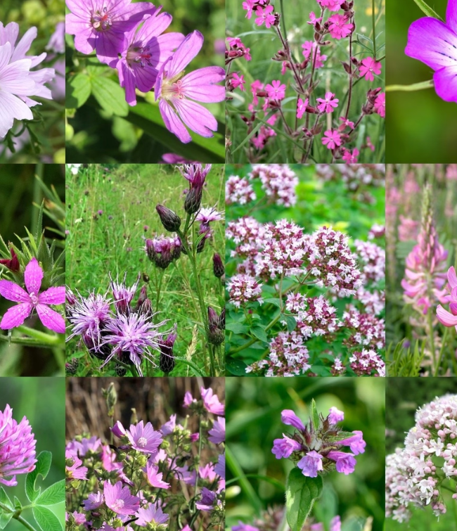 Vild Blomsterblanding Rosa