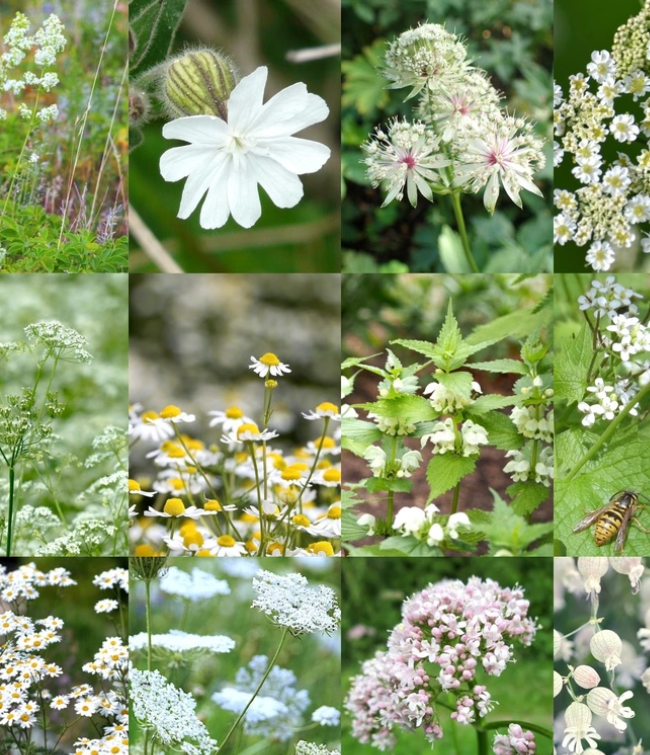 Vild Blomsterblanding Hvid