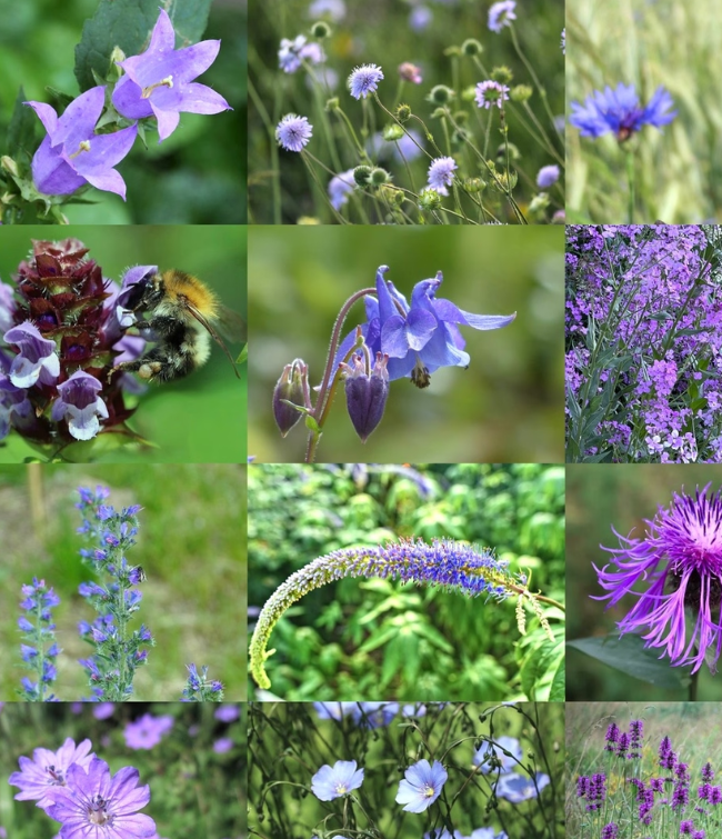Vild Blomsterblanding Blålilla