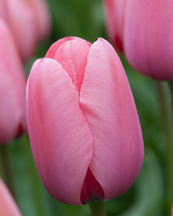 Tulipa Darwin Hybrid blanding