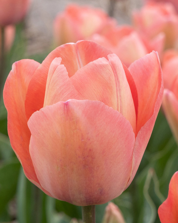 Tulipa Darwin Hybrid blanding