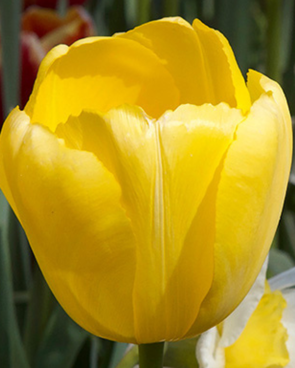 Tulipa Darwin Hybrid blanding