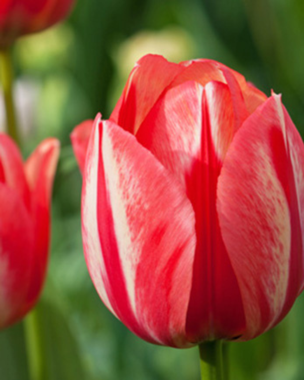 Tulipa Darwin Hybrid blanding