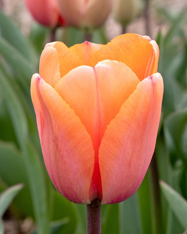 Tulipa Darwin Hybrid blanding