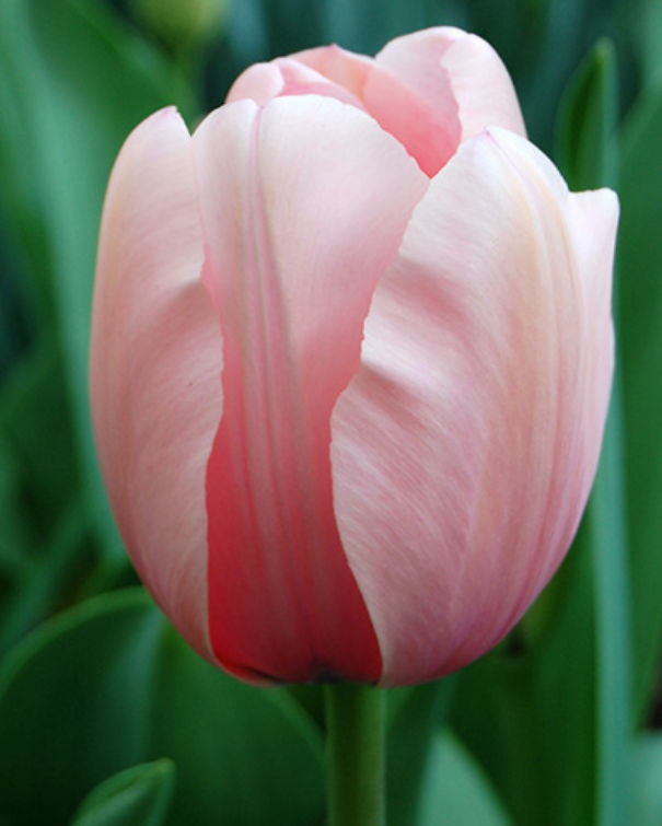 Tulipa Darwin Hybrid blanding