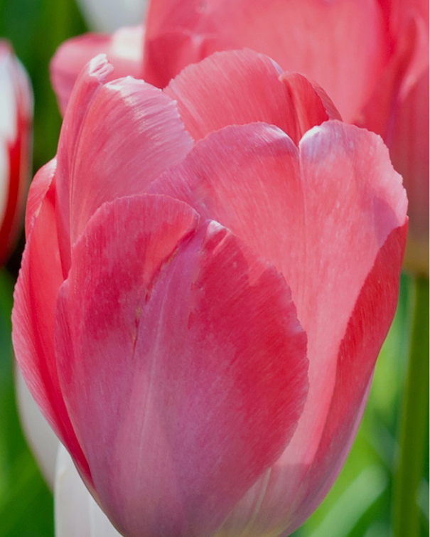 Tulipa Darwin Hybrid blanding