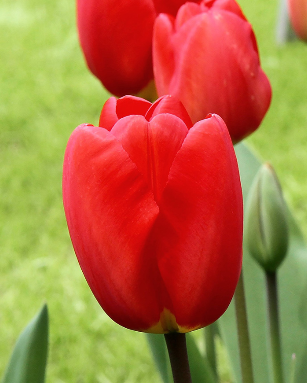 Tulipa Darwin Hybrid blanding