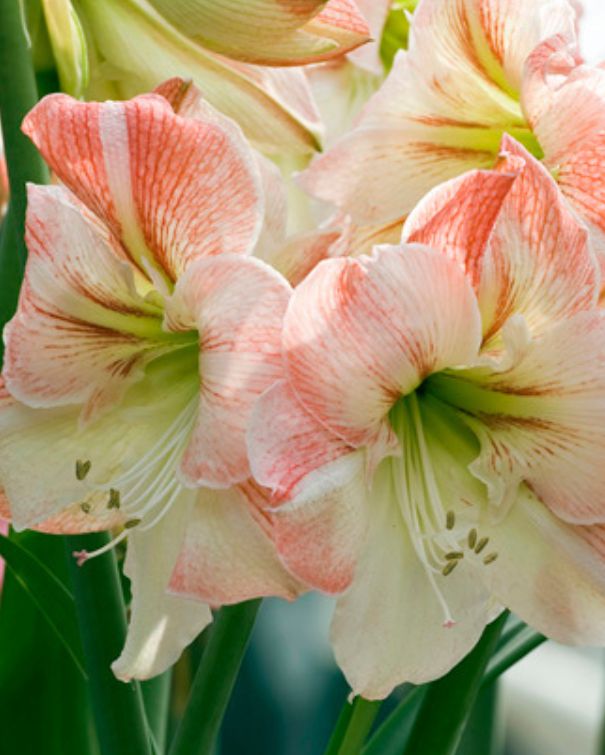 Amaryllisløg Apple Blossom