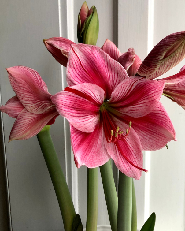 Amaryllisløg Gervase