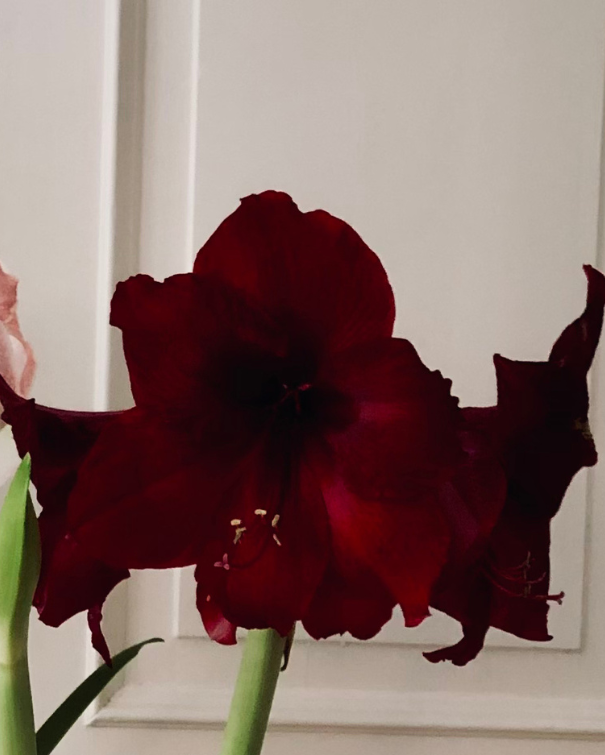 Amaryllisløg Benefica