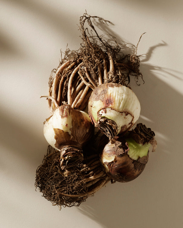 Amaryllisløg Picotee