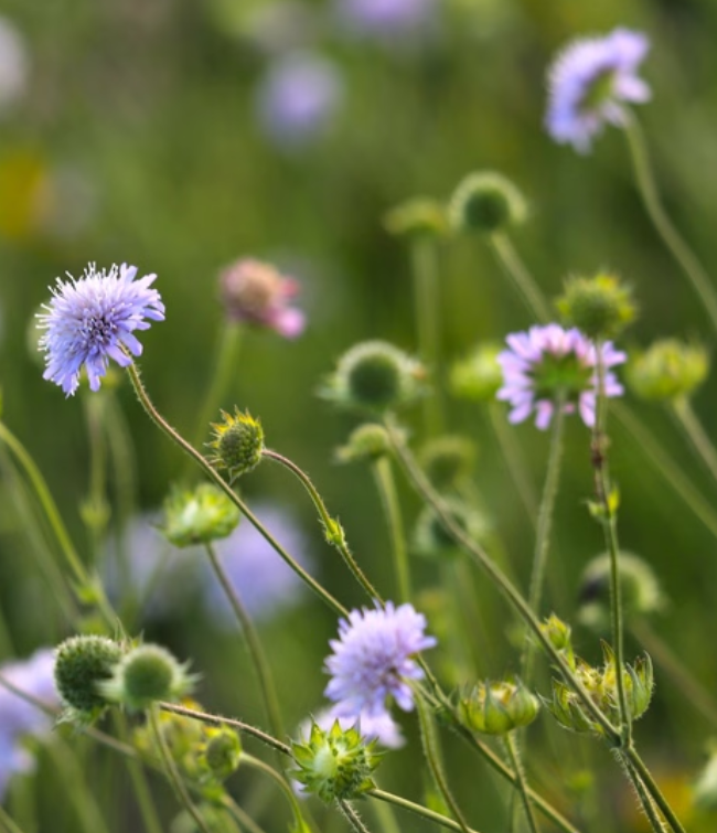 Vild Blomsterblanding Blålilla