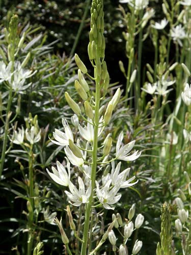 Løgblanding Moonlight Meadow Collection