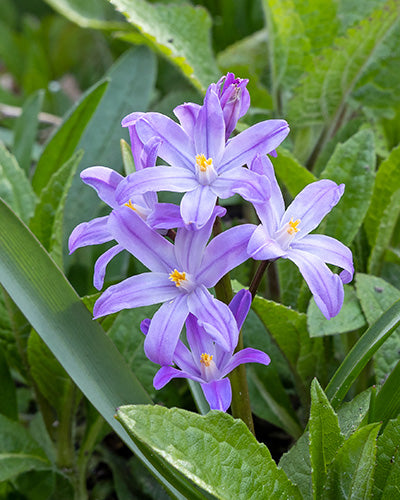 Løglasagne Lush Velvet (til krukke)