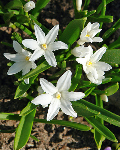 Løglasagne Snow in April (til krukke)