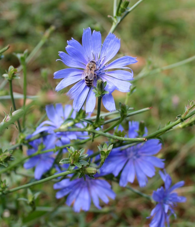 Vild Blomsterblanding Blålilla