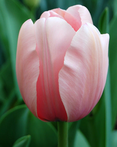 Løglasagne Rose (til krukke)