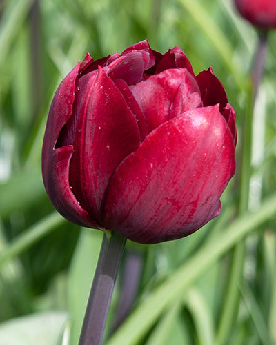 Løglasagne Lush Velvet (til krukke)