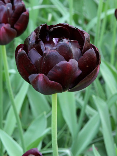 Løglasagne Velvet (til krukke)