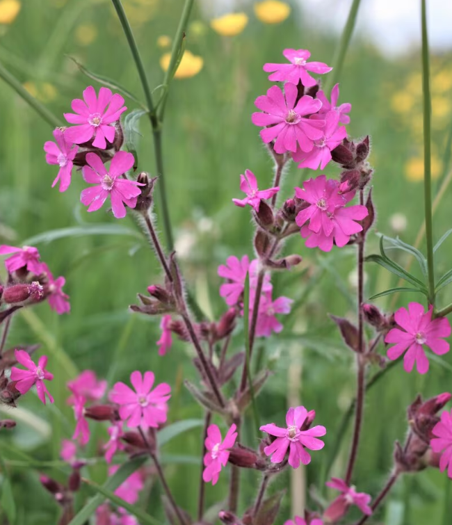 Vild Blomsterblanding Rosa