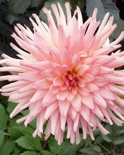 Dahlia Peach Collection