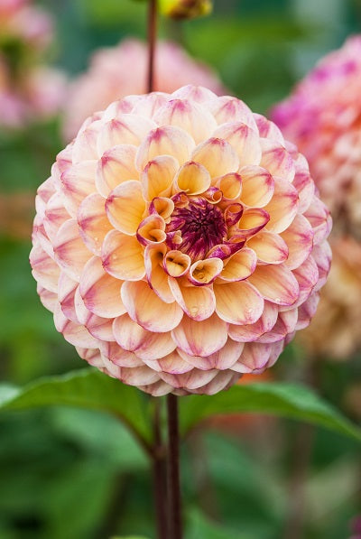 Dahlia Peach Collection