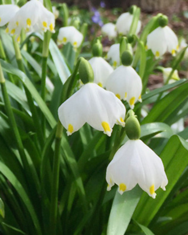 Dorothea liljer - Leucojum Vernum