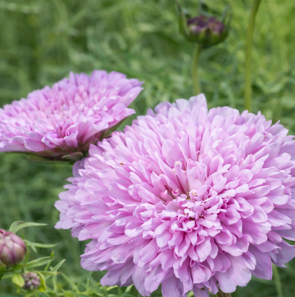 Cosmos Double Dutch Rose