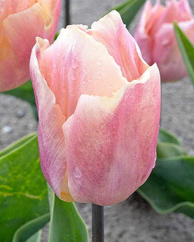 Løglasagne Rhubarb Candy (til krukke)