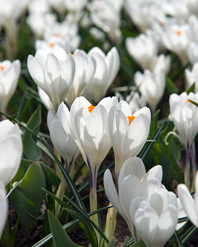 Løglasagne Rose (til krukke)