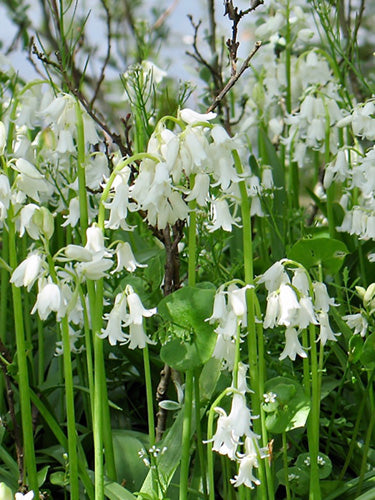 Løgblanding Moonlight Meadow Collection