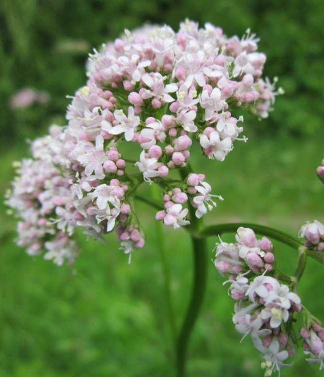 Vild Blomsterblanding Hvid