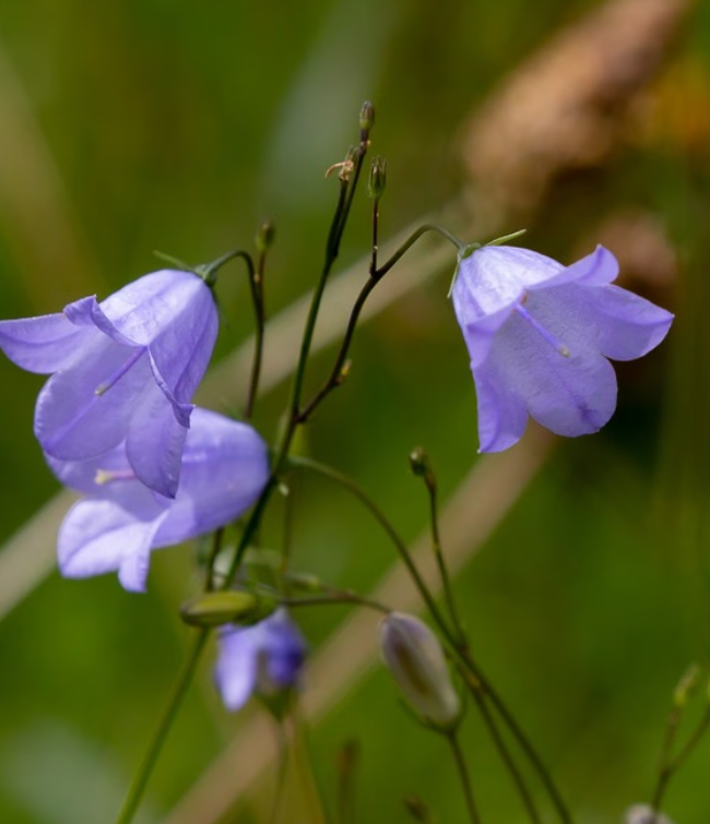 Vild Blomsterblanding Blålilla