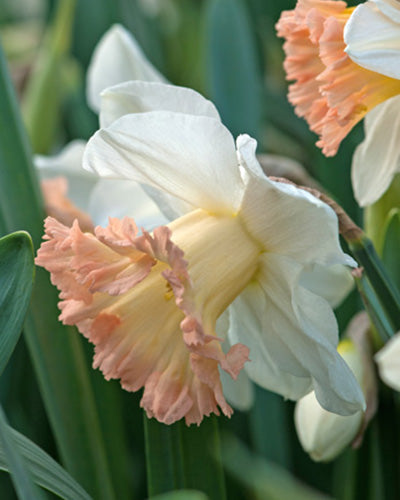 Løgblanding Blushing Meadow Collection
