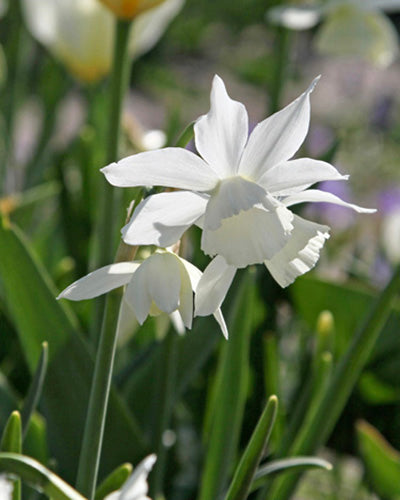 Løgblanding Moonlight Meadow Collection