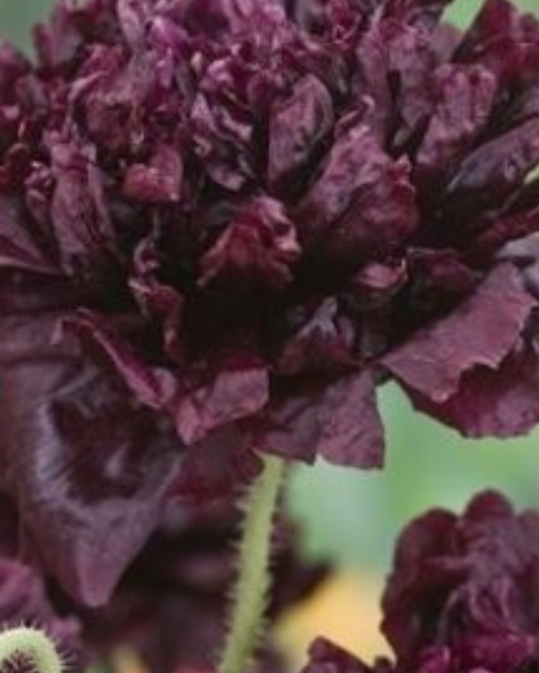 Valmuer Black Peony