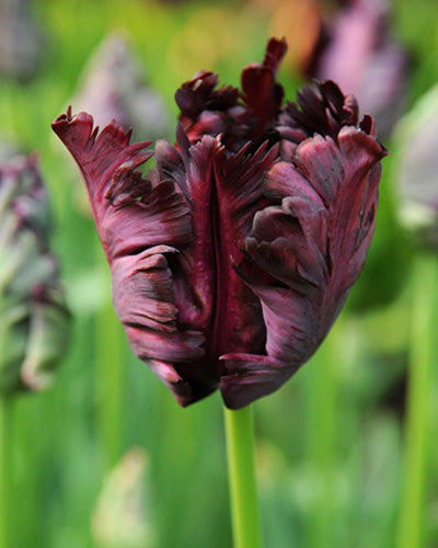 Løglasagne Lush Velvet (til krukke)