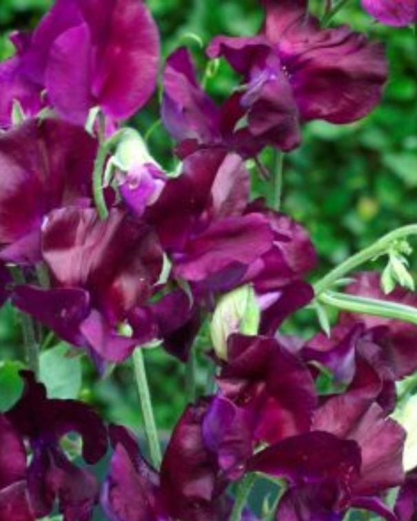Ærteblomster - Royal Maroon