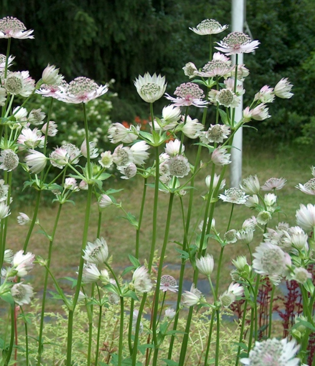 Vild Blomsterblanding Hvid